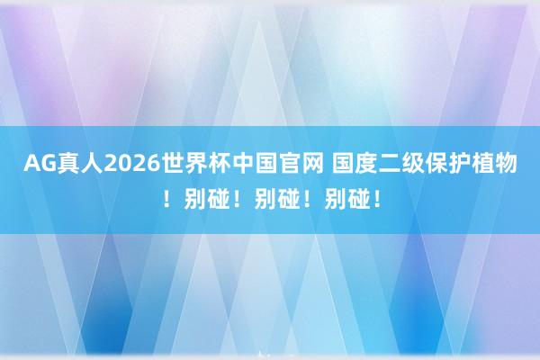 AG真人2026世界杯中国官网 国度二级保护植物！别碰！别碰！别碰！